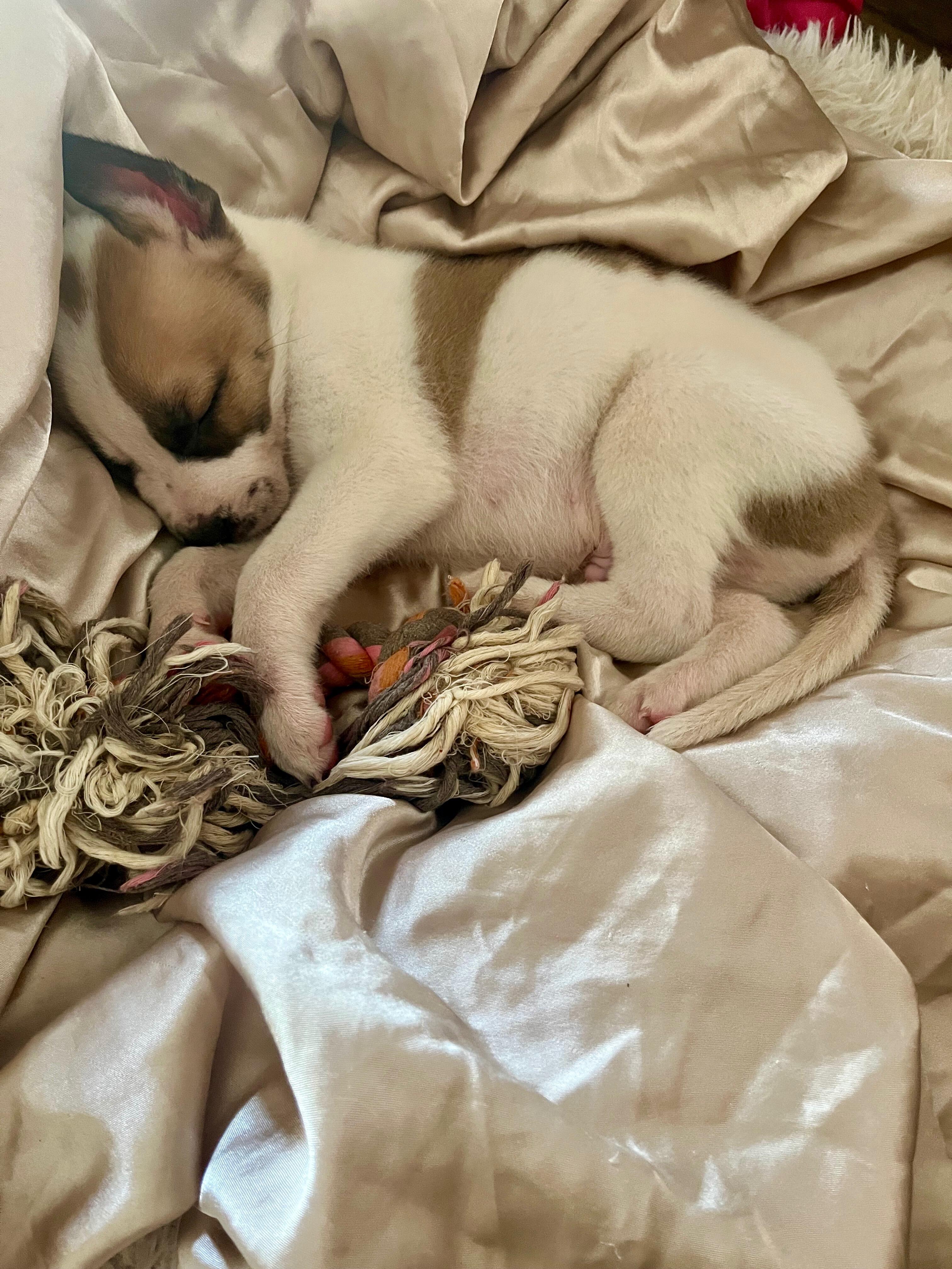 Campaign cover image for Comet Needs Us- And we're not turning away