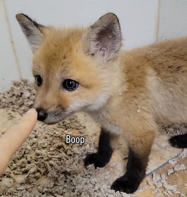 Campaign cover image for Feeling Foxy for Giving Tuesday