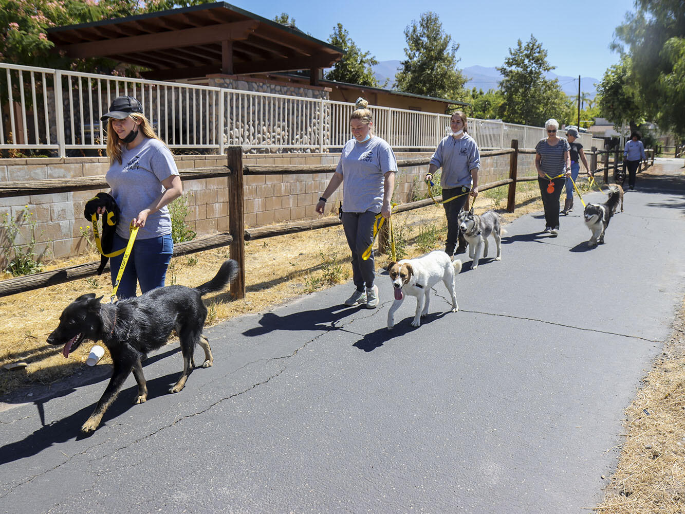 Campaign cover image for FREE - Confidence on Leash & Group Pack Walk  (March 1)