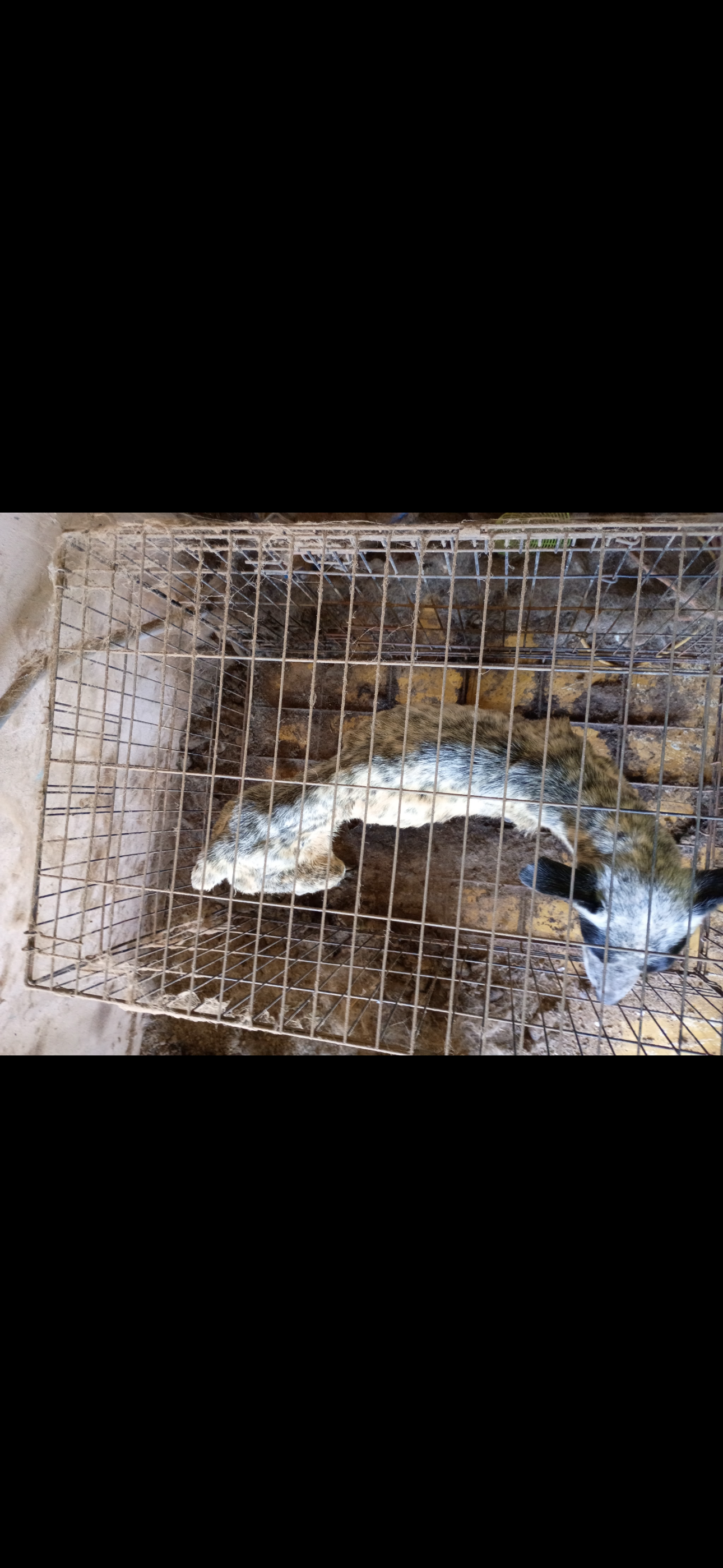 Campaign cover image for 🚨 EMERGENCY RESCUE CALL – ABANDONED DOGS IN HORRIFIC CONDITIONS 🚨