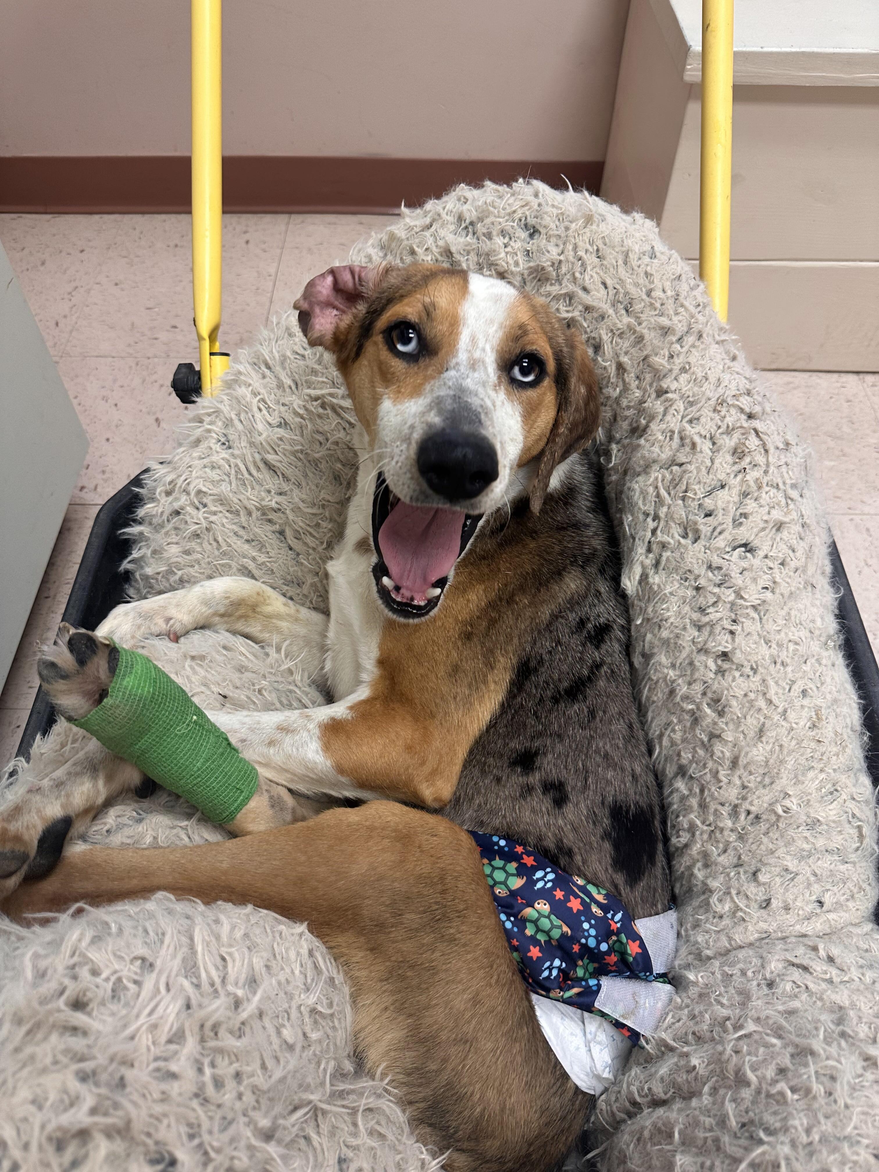 Campaign cover image for 🐾 STEPPIN’ IT UP FOR BURRITO