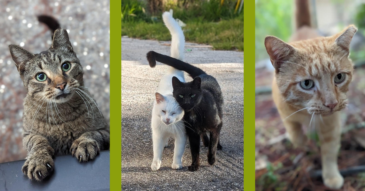 Campaign cover image for Still Here