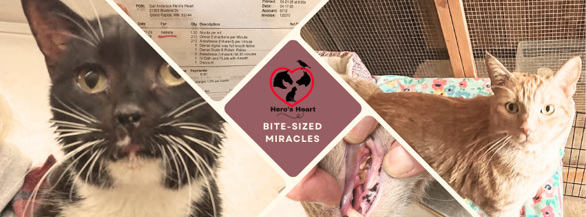 Campaign cover image for Bite-Sized Miracles Fund