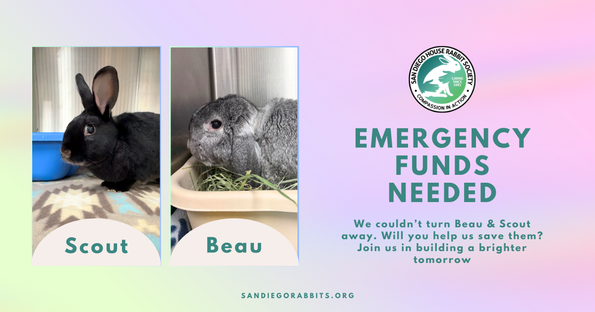 Campaign cover image for Emergency Support Needed for Scout & Beau