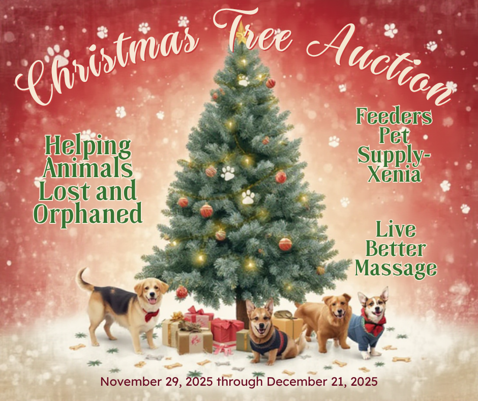 Campaign cover image for Christmas Tree Auction!
