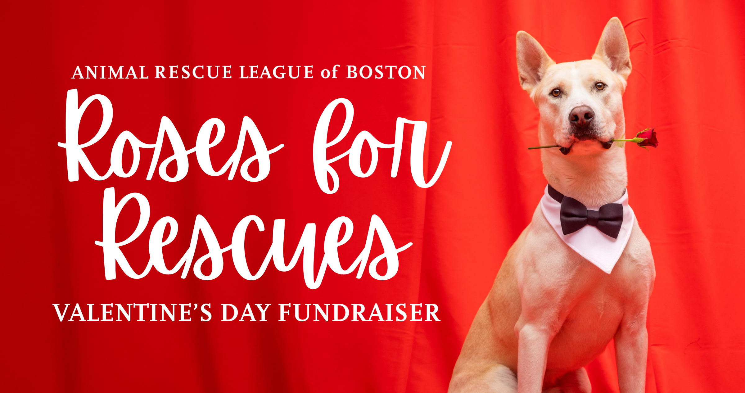 Campaign cover image for Roses for Rescues