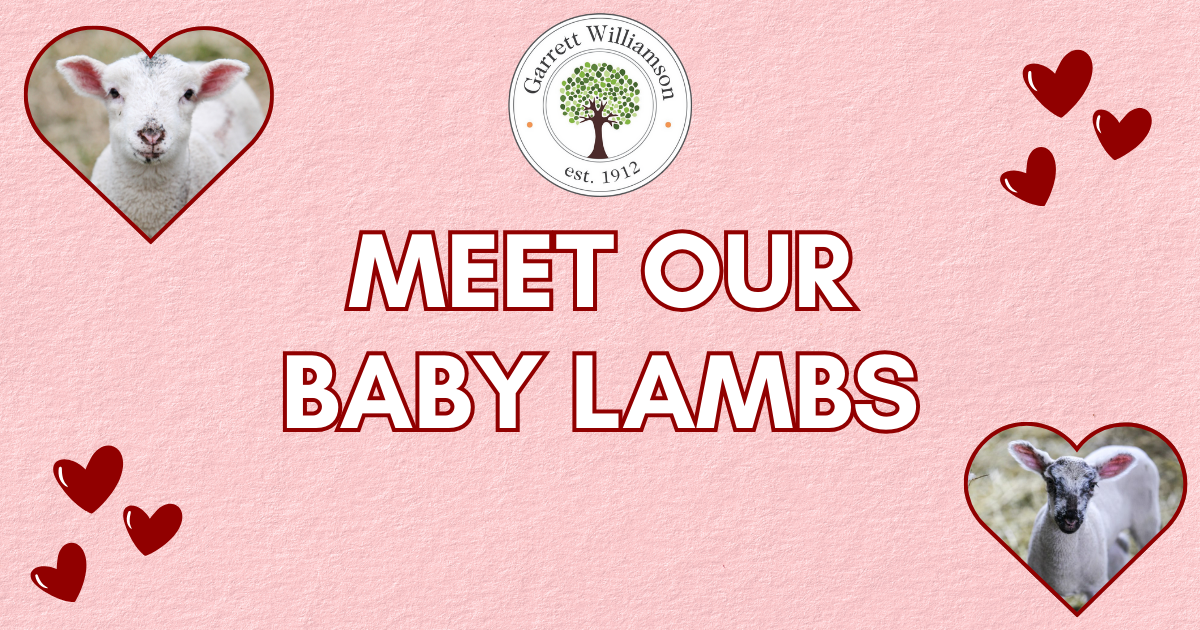 Campaign cover image for Meet Our Baby Lambs with Dr. Gaab