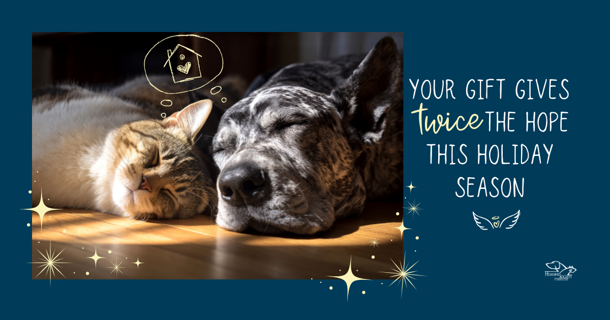 Campaign cover image for Double the Love, Double the Impact. 🐾