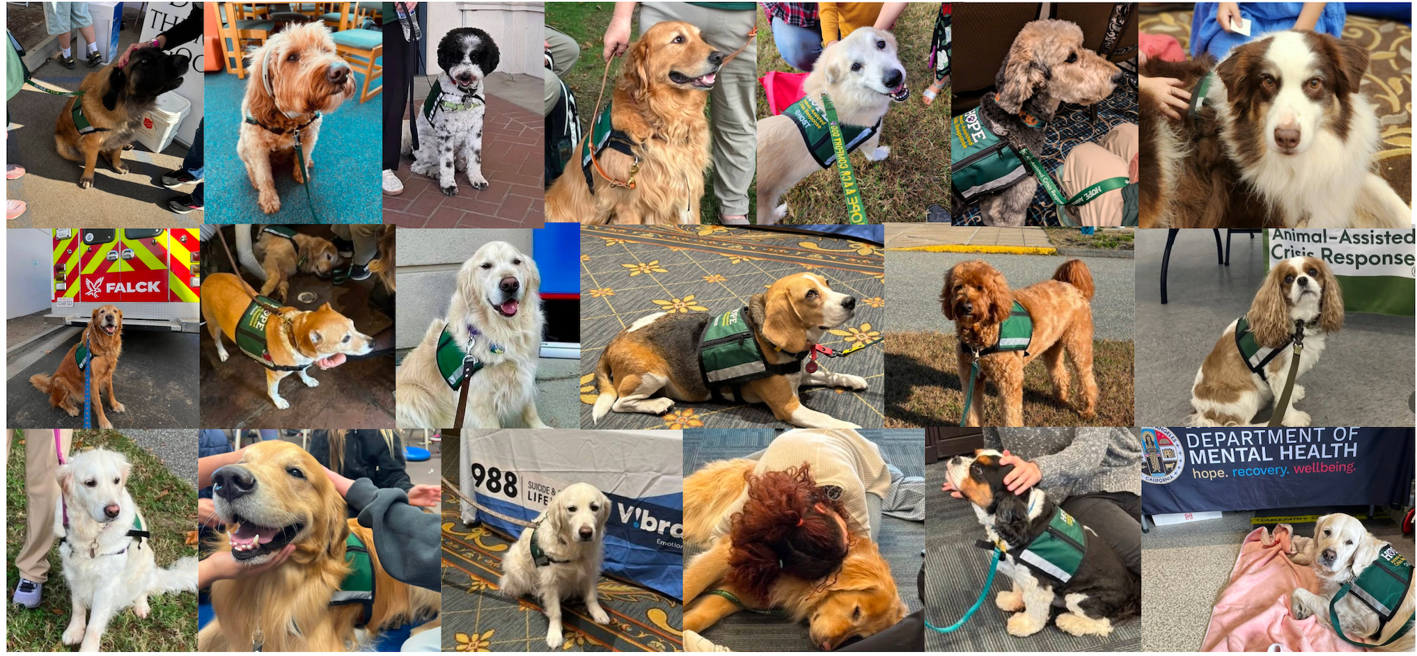 Campaign cover image for Four Paws, One Cause 5K