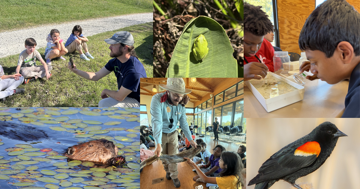 Campaign cover image for Summer Day Camp at the Wetland Center - Week 2