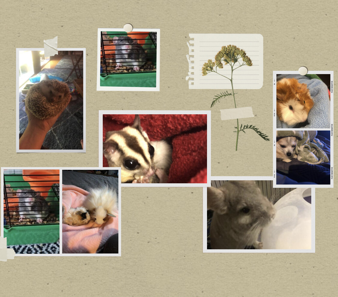 Campaign cover image for EARR animals need your help