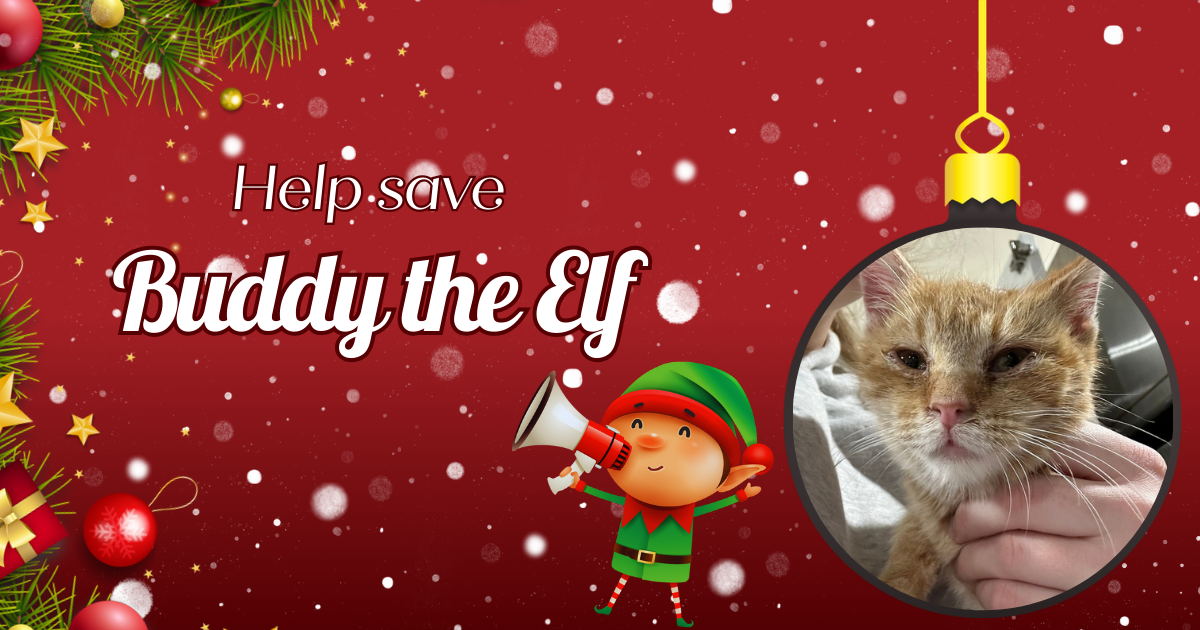 Campaign cover image for Buddy the Elf