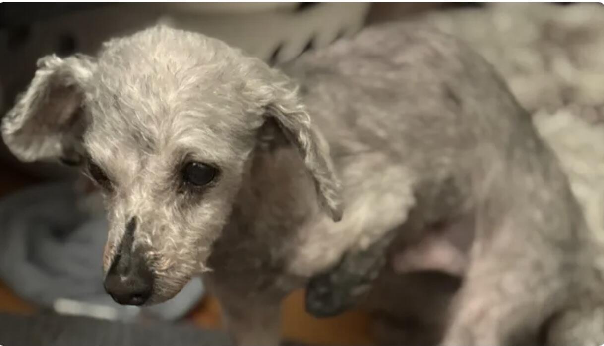 Campaign cover image for Goose's Cry For Help