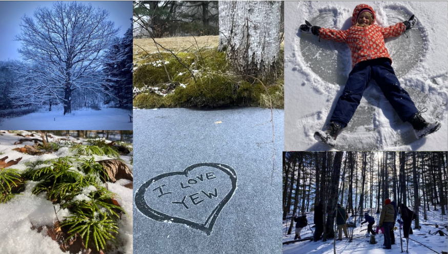 Campaign cover image for We Need Yew