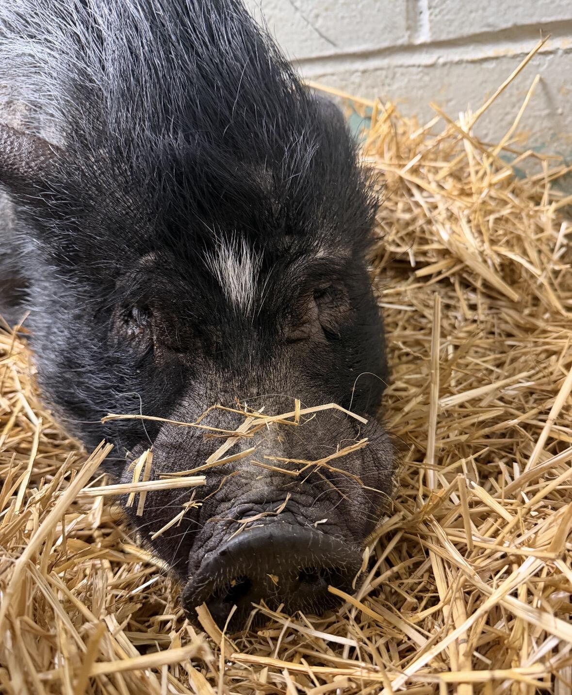 Campaign cover for Our Oldest Resident is in Crisis-Please Help Save Bean