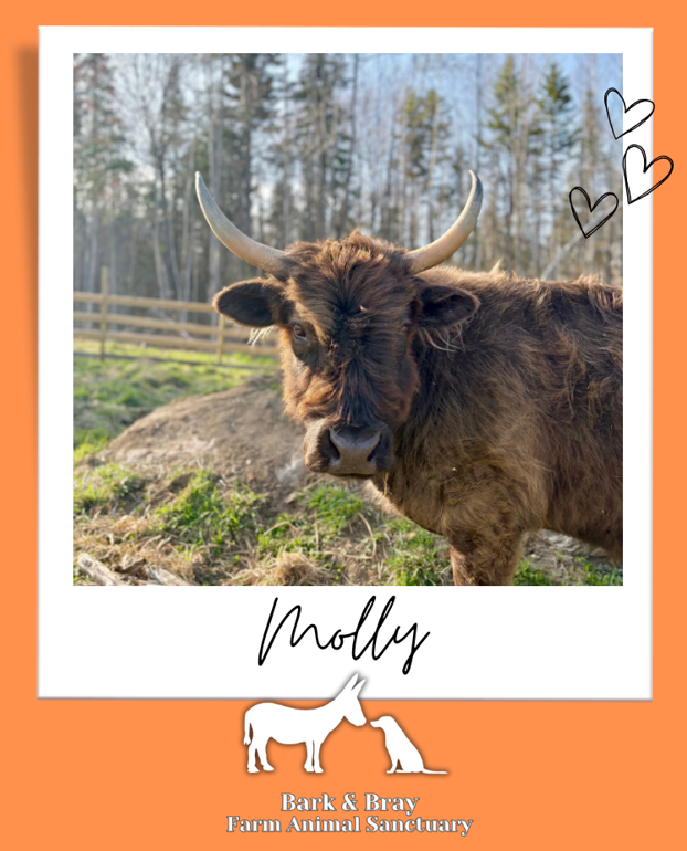 Campaign cover for Sponsor Molly the Mini Highland Cow
