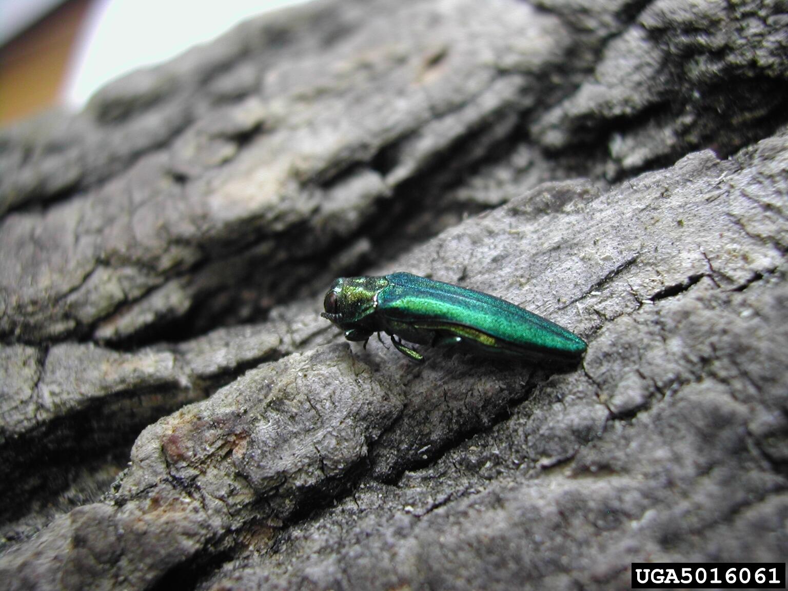 Campaign cover image for Emerald Ash Borer Education & Sign Installation Volunteer Day