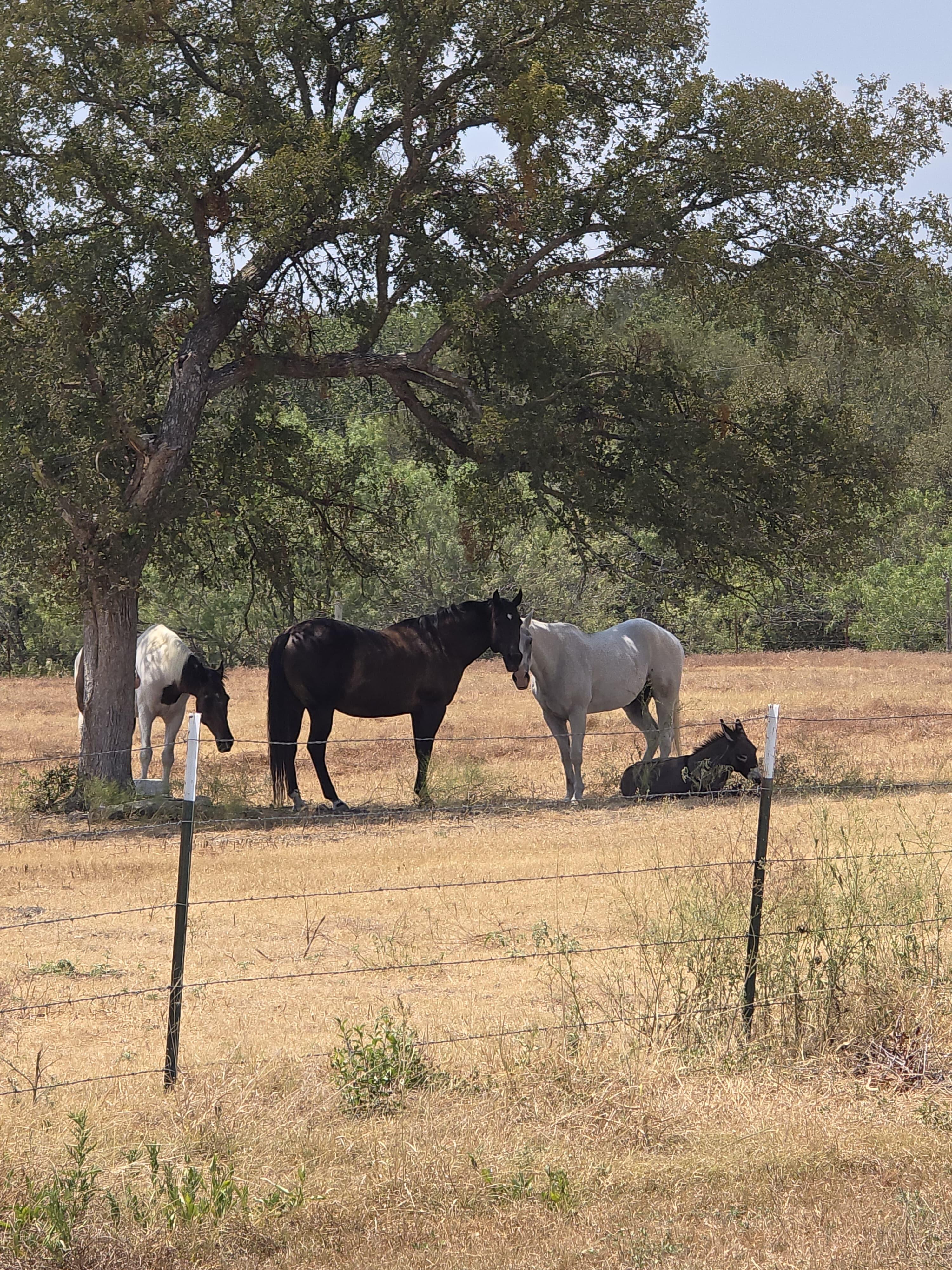 Campaign cover for Shade for Our Equines!
