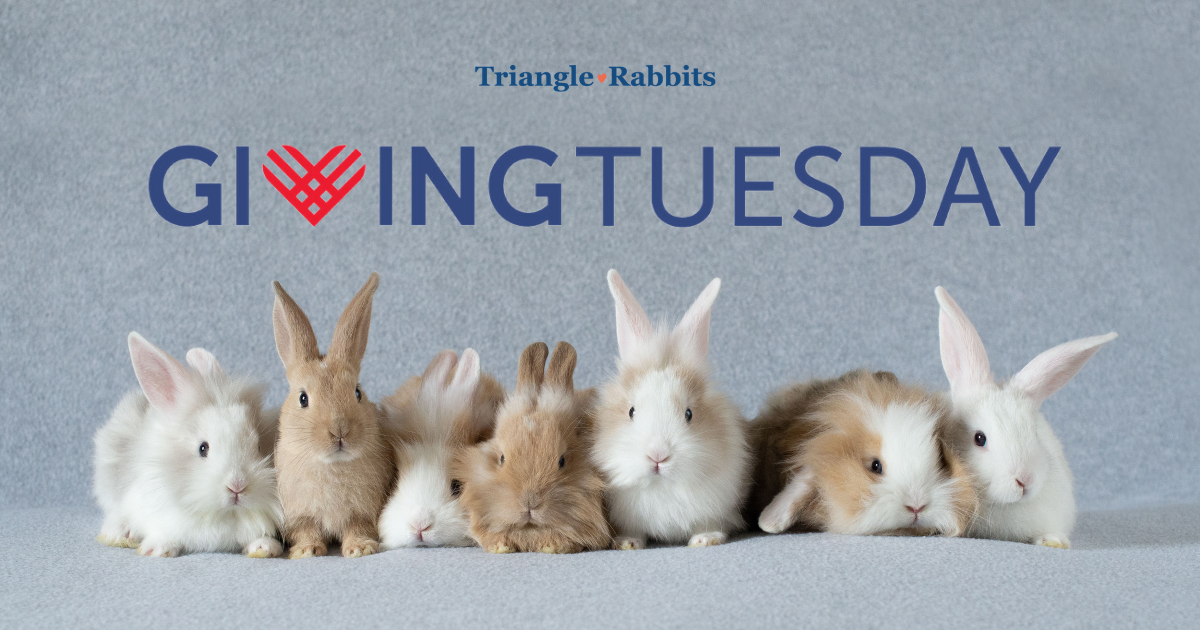Campaign cover image for Triangle Rabbits Giving Tuesday