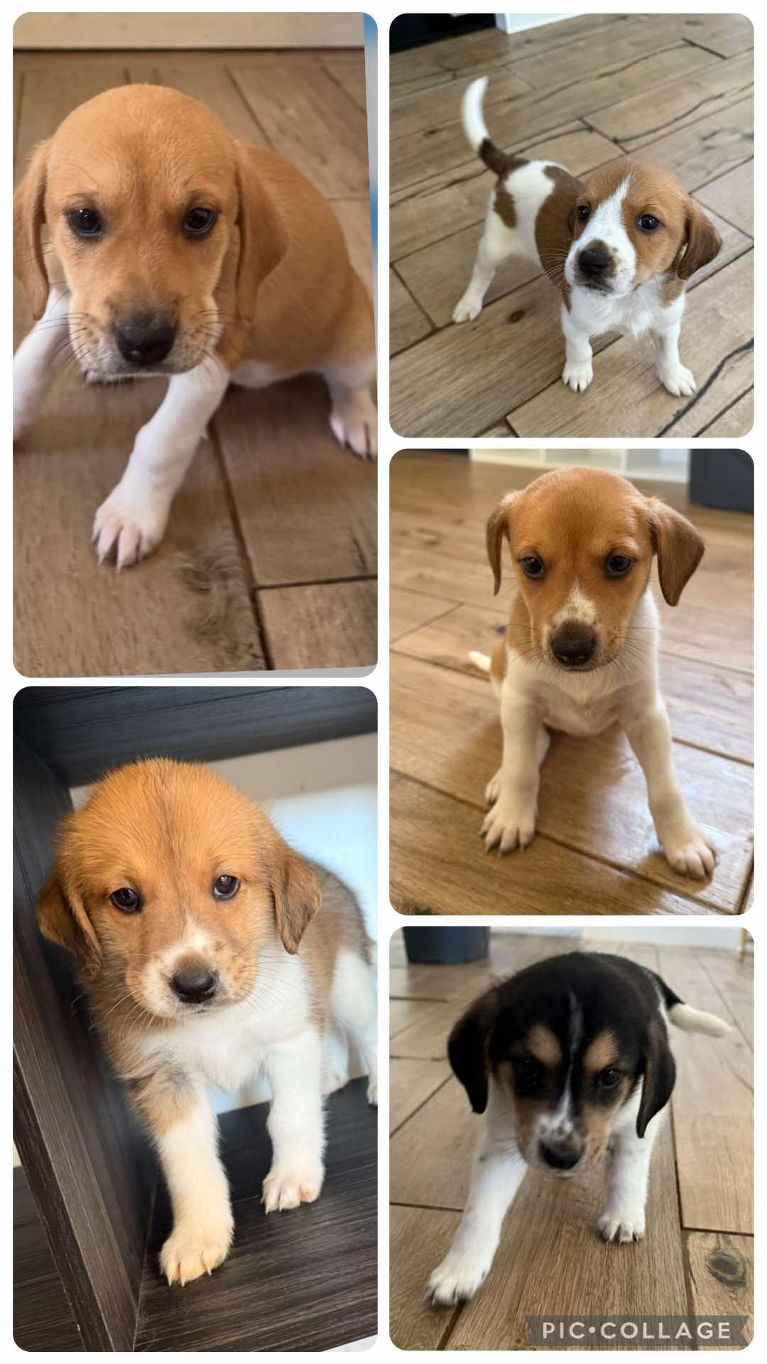 Campaign cover image for Puppy Tails Springing Ahead