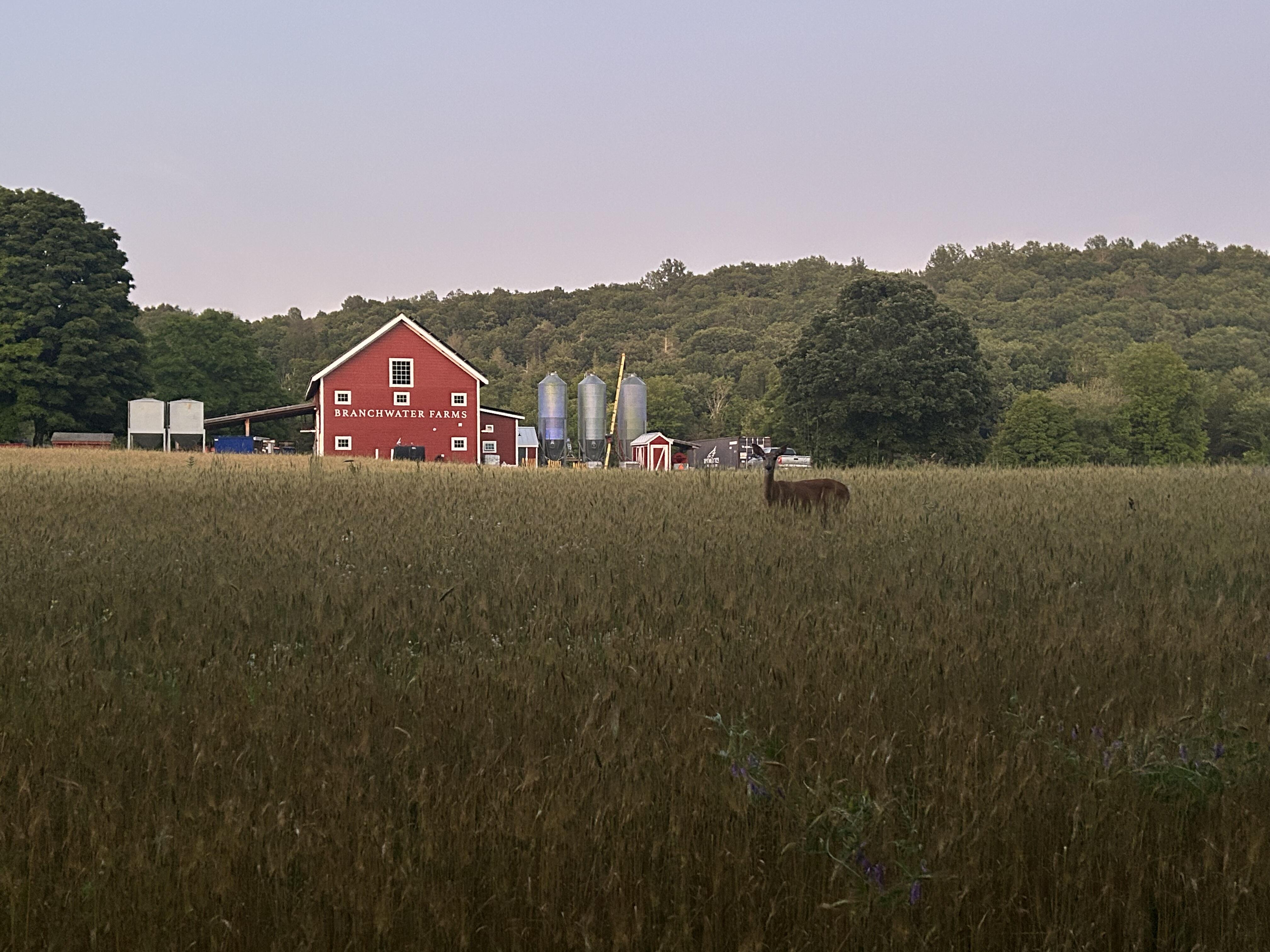 Campaign cover image for Slow Food Hudson Valley Summer Farm Walk - Branchwater Farms