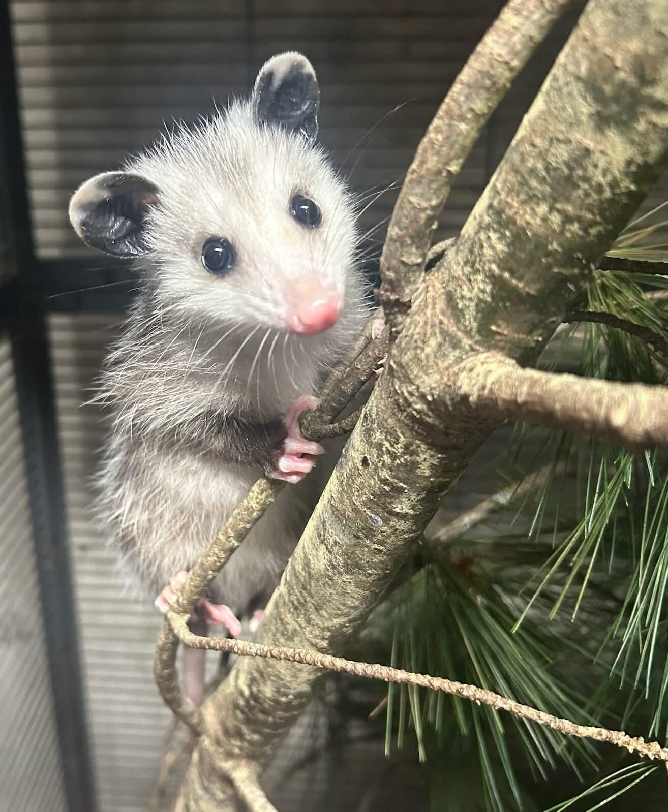 Campaign cover for Baby Season Rescue Fund: Help Orphaned Wildlife Get a Second Chance
