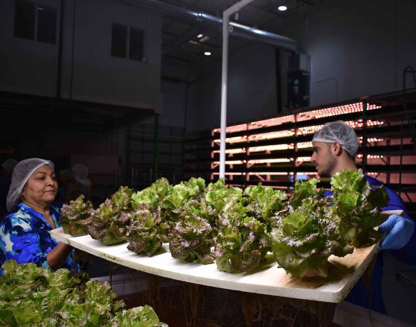 Campaign cover image for Growing Hope, Fighting Hunger