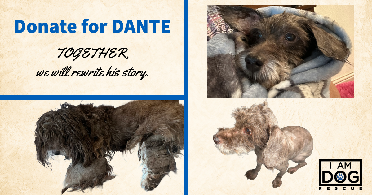 Campaign cover image for Donate for Dante