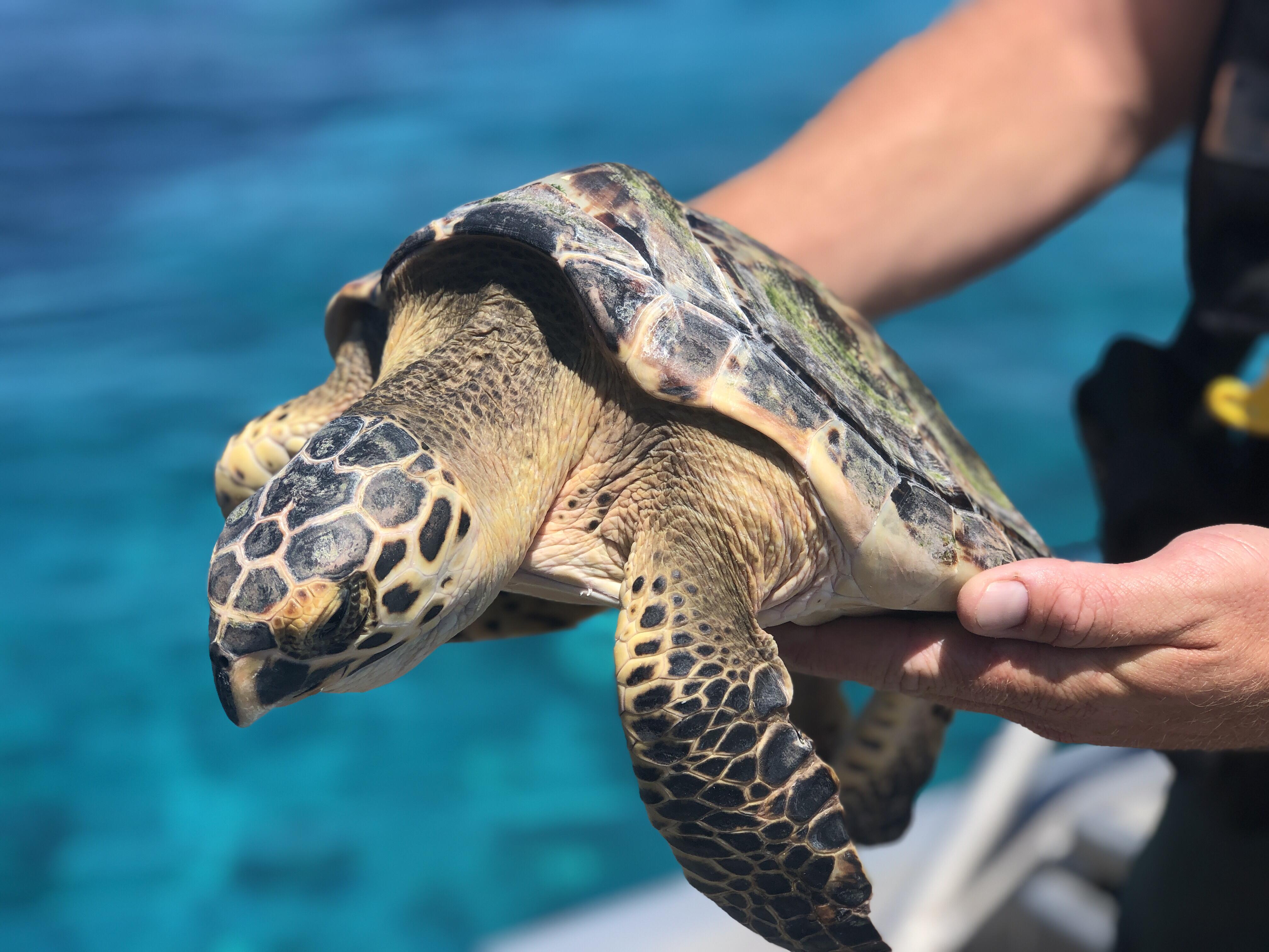 Campaign cover image for Sea Turtle Rescue and Transportation