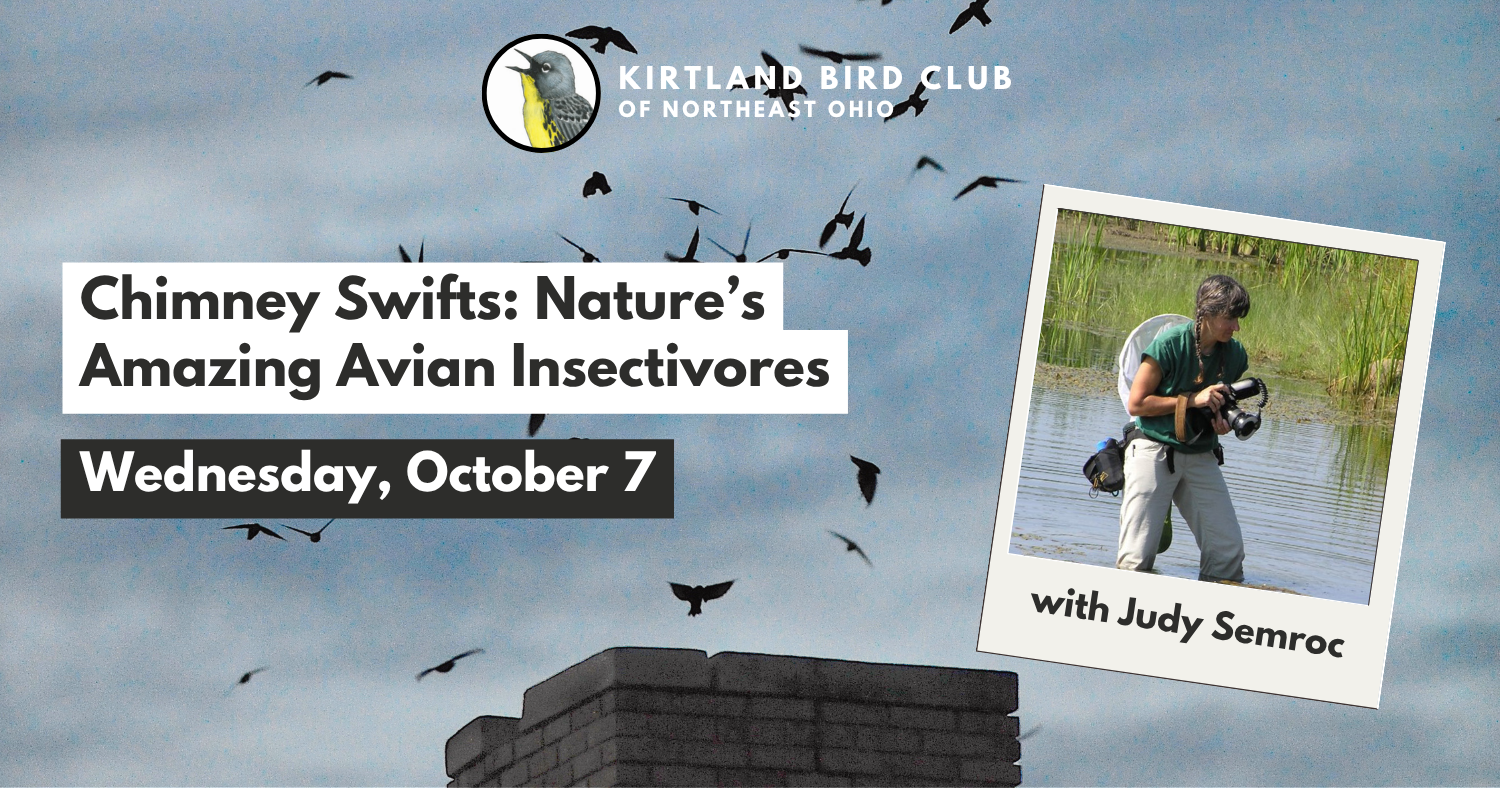 Campaign cover image for Chimney Swifts: Nature’s Amazing Avian Insectivores