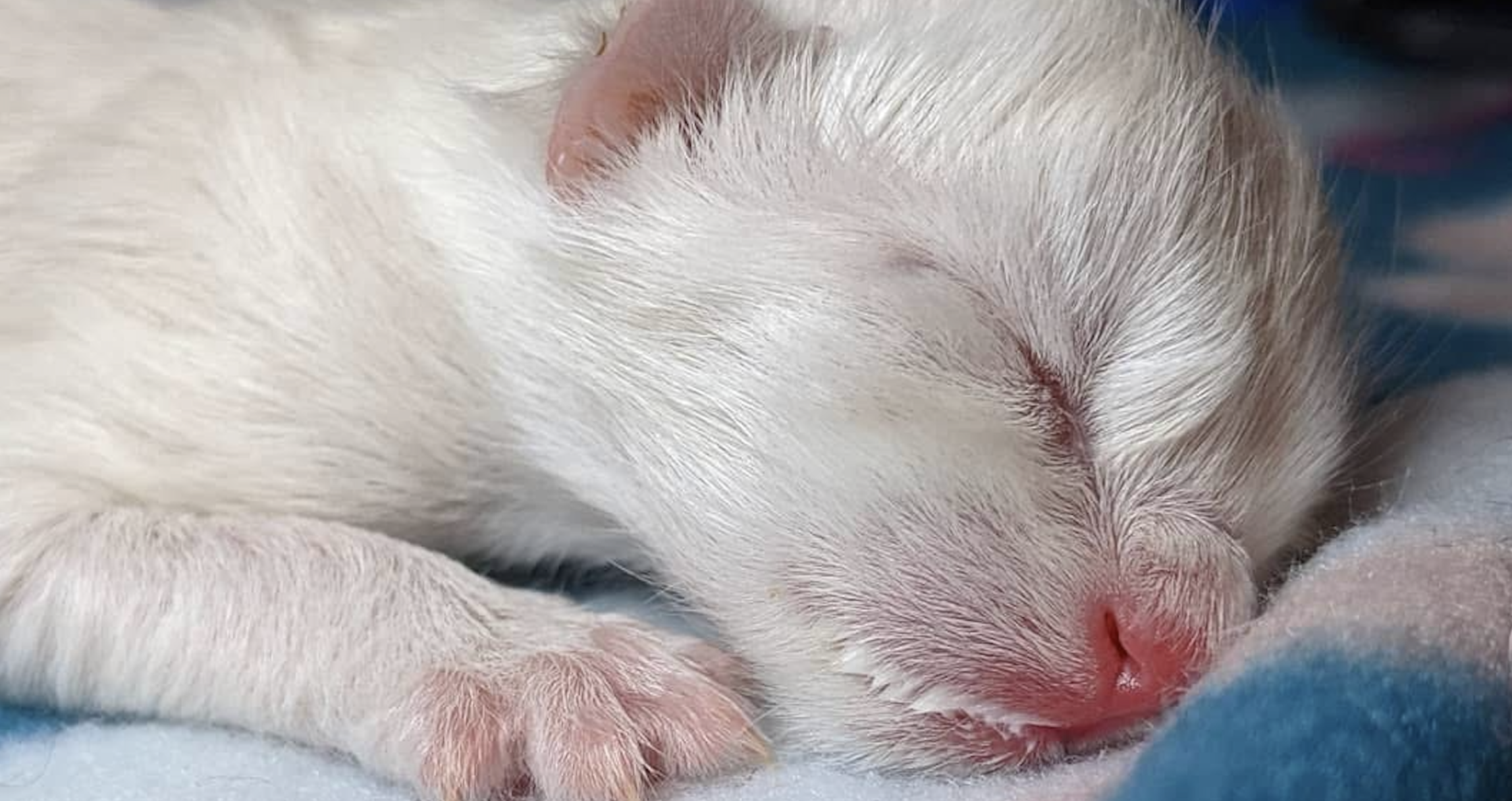 Campaign cover image for Your Gift Matched Dollar-for-Dollar — Up to $12,500!