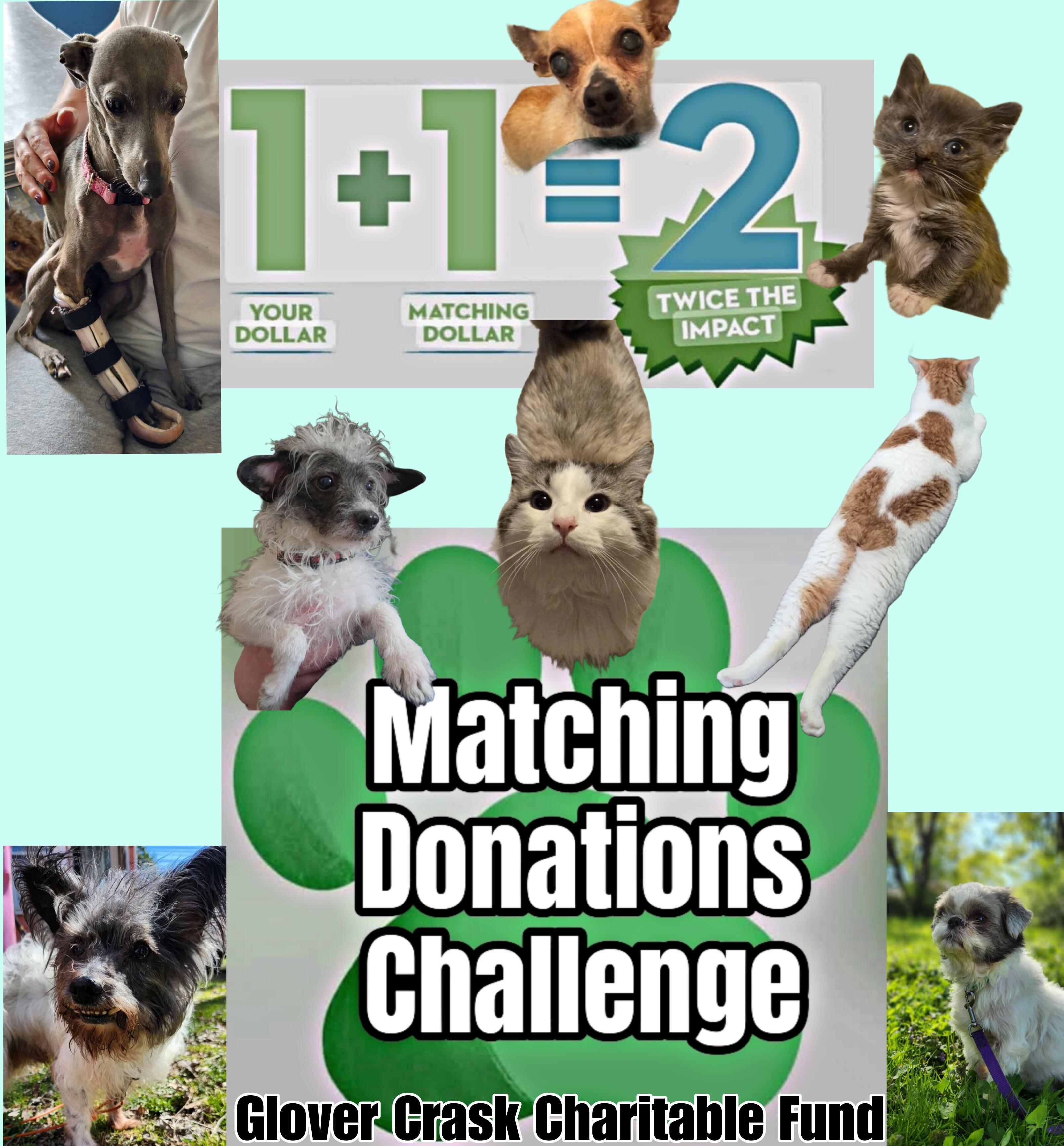 Campaign cover image for Matching Donations Challenge!🐾💪