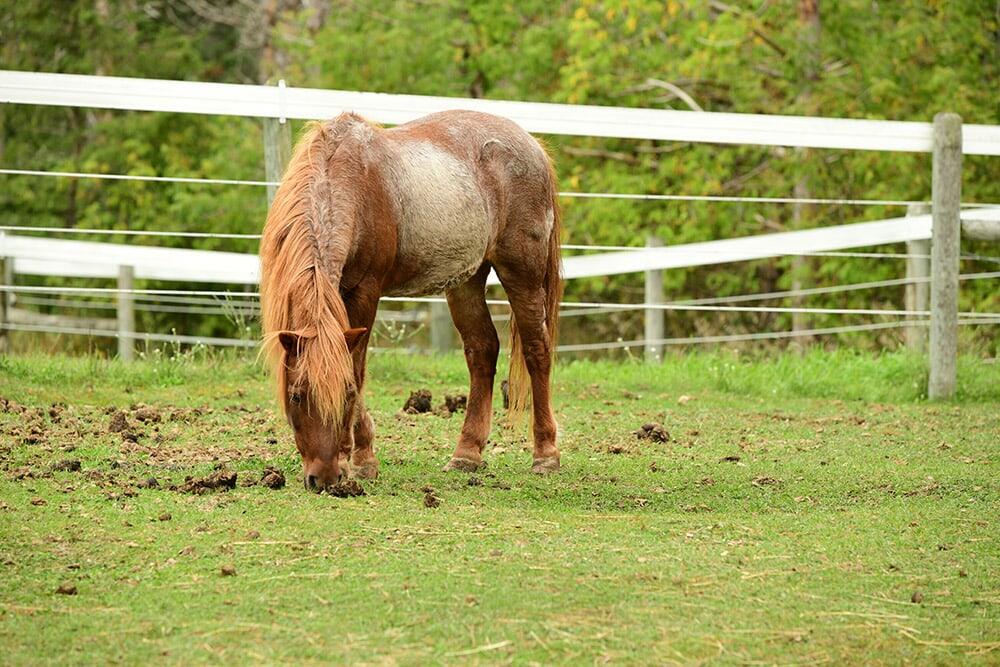 Campaign cover image for Munchie Horse Sponsorship