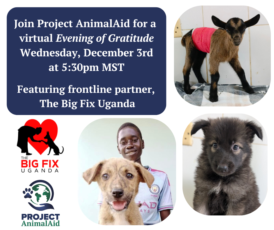Campaign cover image for Project AnimalAid's Evening of Gratitude