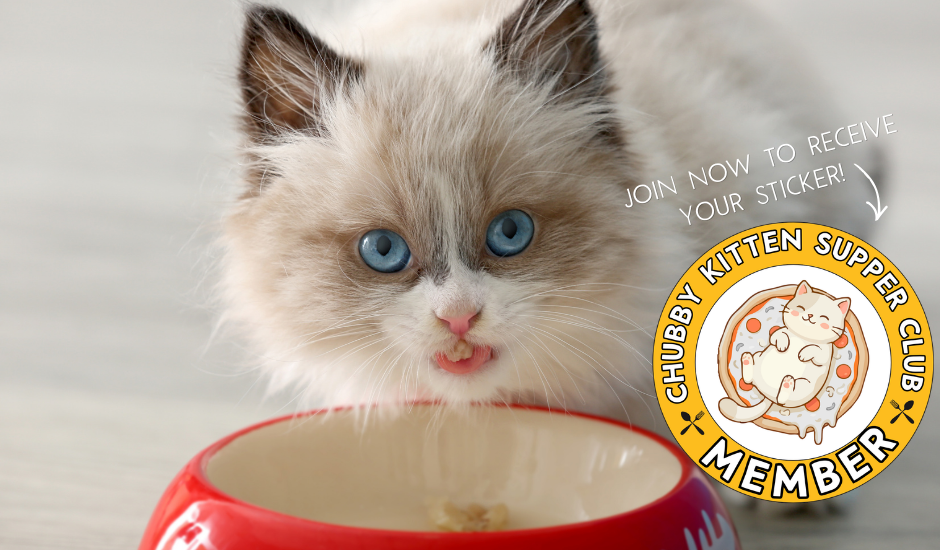 Campaign cover image for Chubby Kitten Supper Club