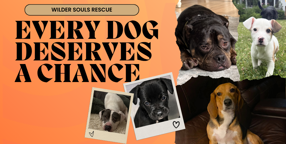 Campaign cover image for Healthy Hearts & Happy Futures: Heartworm Treatment Fund