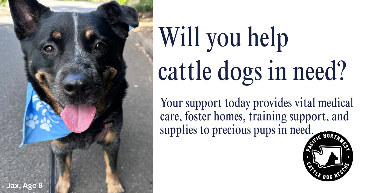 Campaign cover image for Help Cattle Dogs get the care they need
