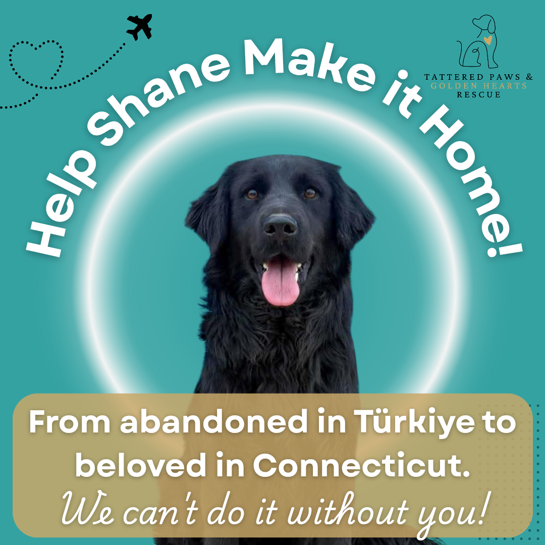 Campaign cover image for Help Shane Make it Home!