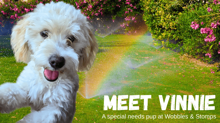 Campaign cover image for Meet Disco DiVinci (or, just Vinnie). A Disabled Puppy with a Wee Problem