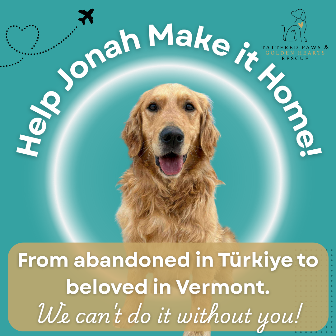 Campaign cover image for Help Jonah Make it Home!