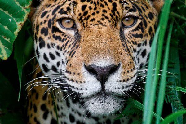 Campaign cover image for Corriendo Por Naturalia