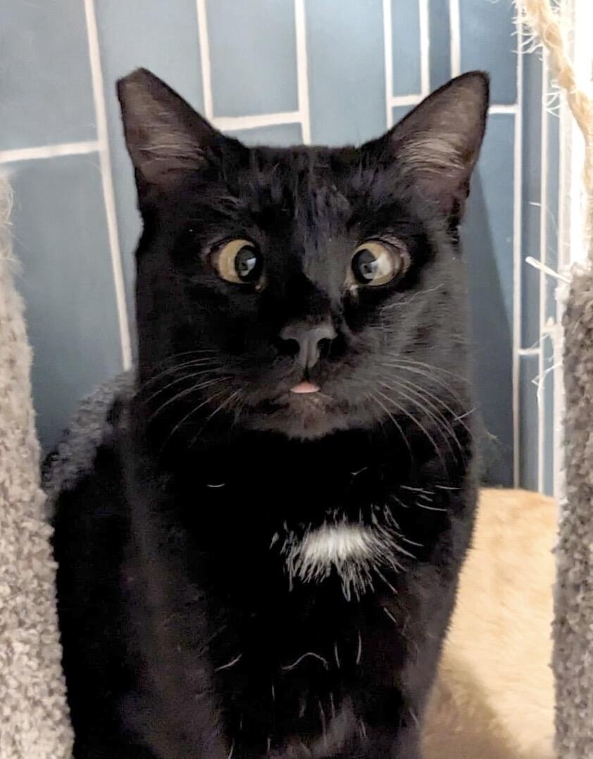 Campaign cover image for Lincoln Sponsorship