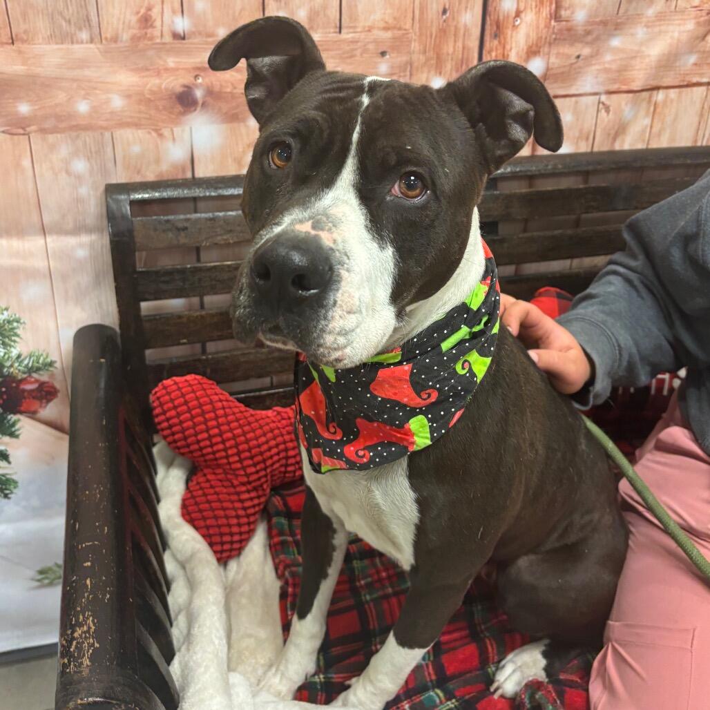 Campaign cover image for Bullies For Bullies - Meredith