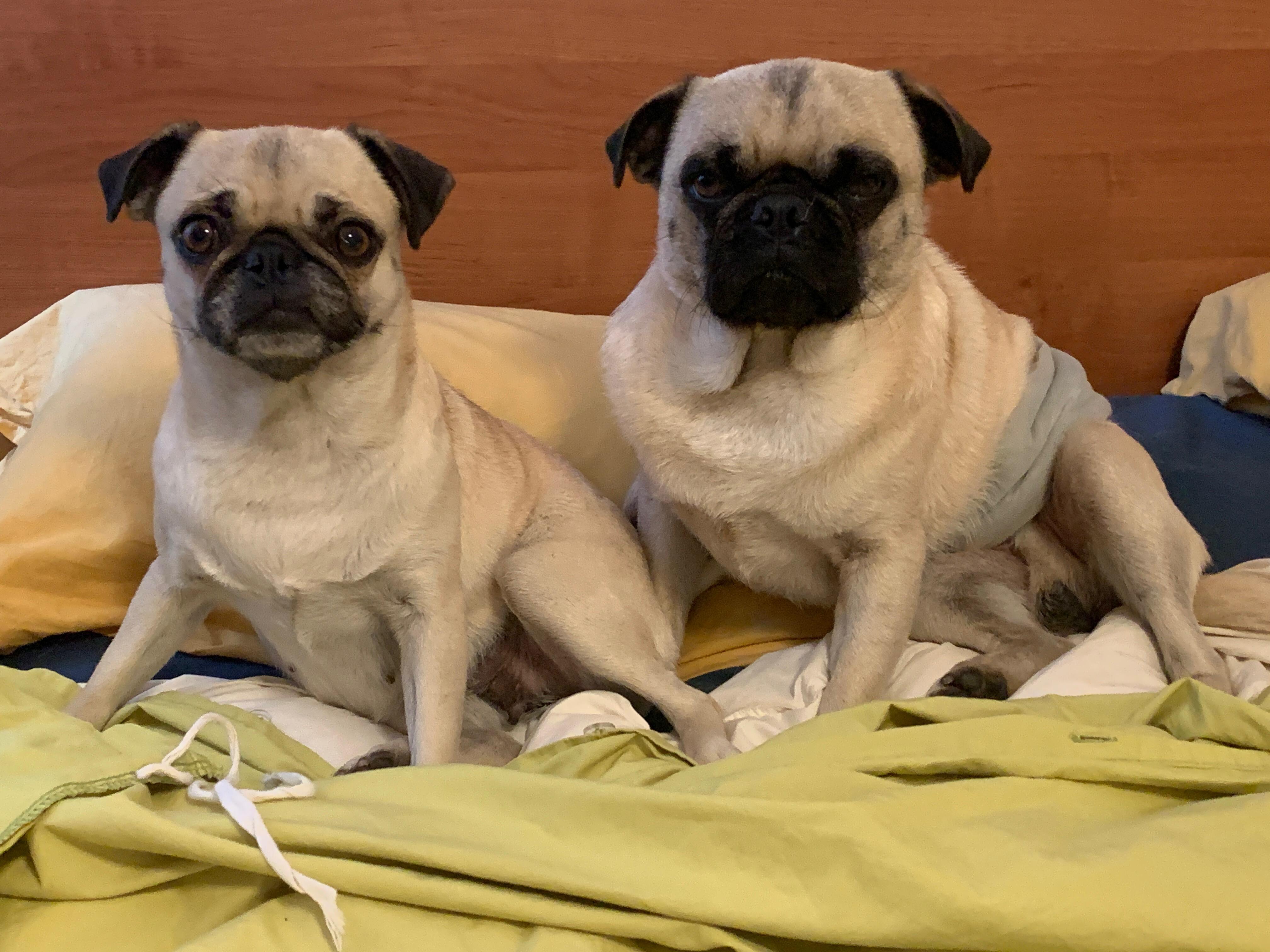 Campaign cover image for Tiny Paws Pug Rescue Donation