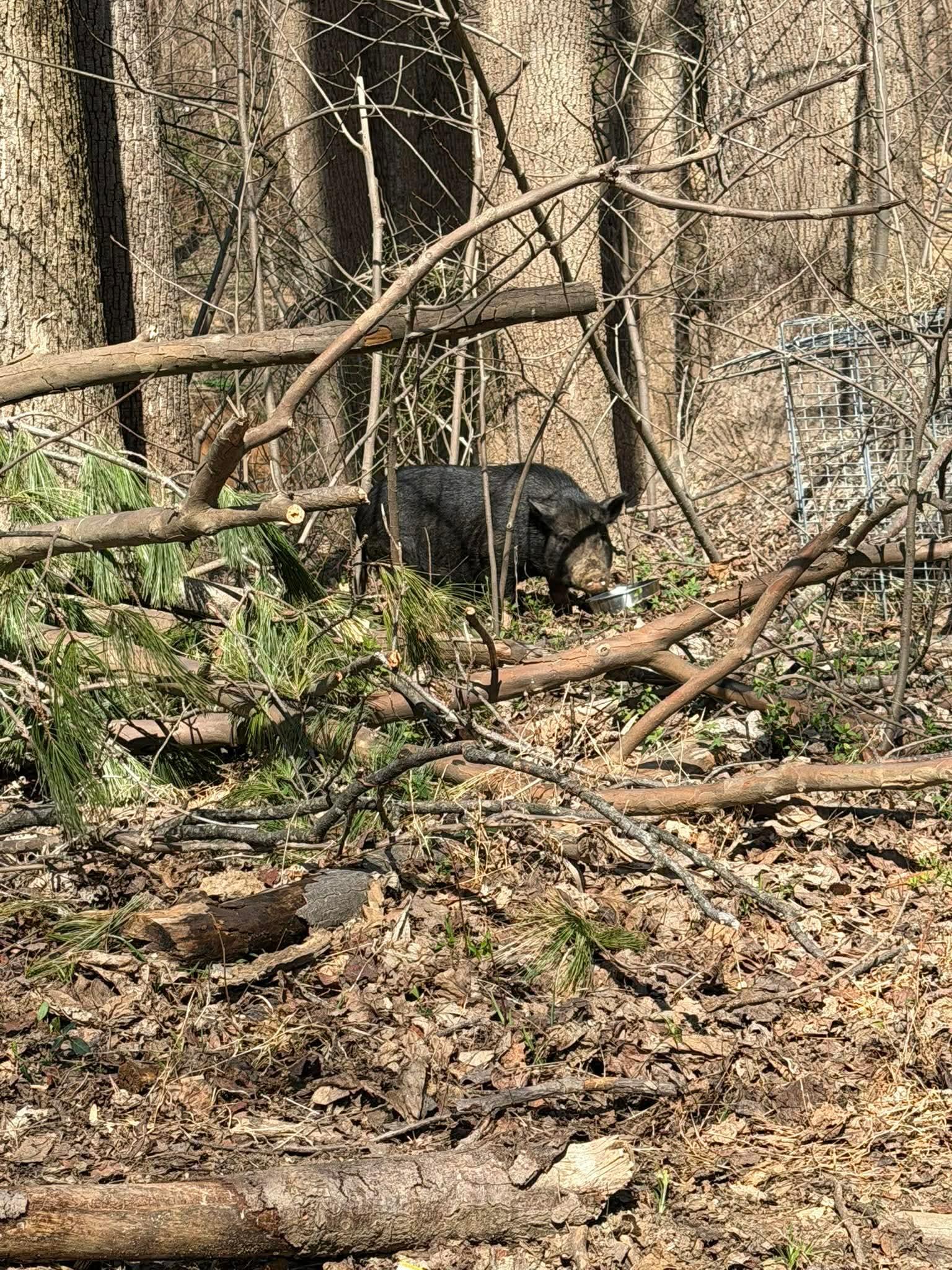 Campaign cover for ✨🐷 A Magical Mission for Cinderella 🐷✨