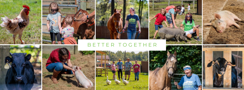 Campaign cover image for Happy Trails Farm Animal Sanctuary