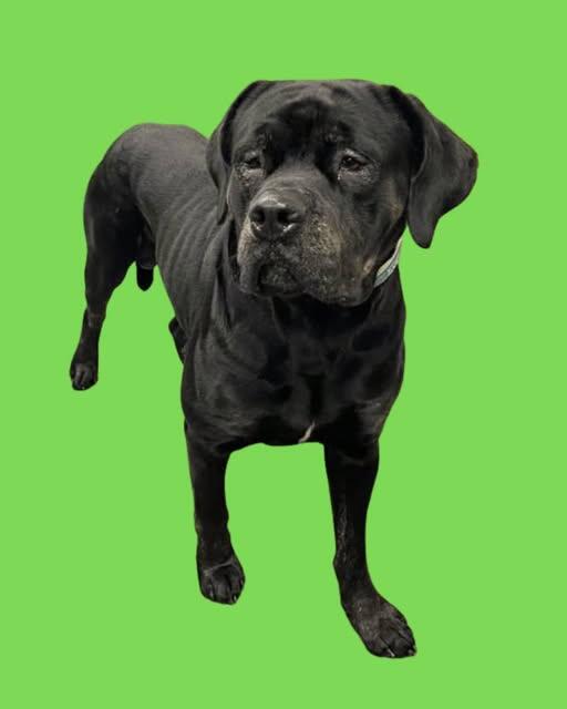 Campaign cover image for Help Beanz See His Forever Home!