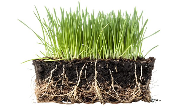 Campaign cover image for Blades of Grass