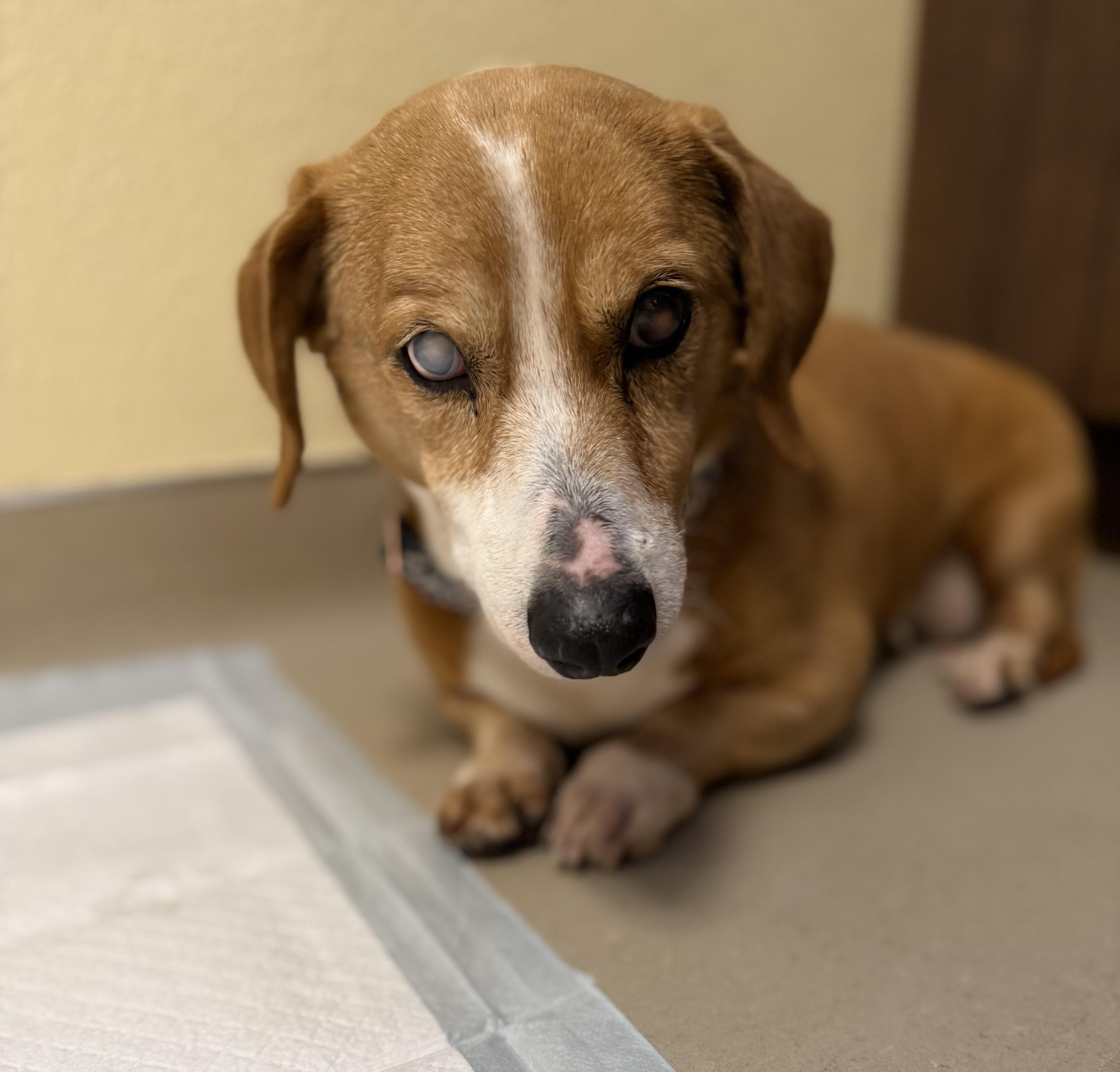 Campaign cover for Hugs for Harry | Critical Veterinary Emergencies & Rehab