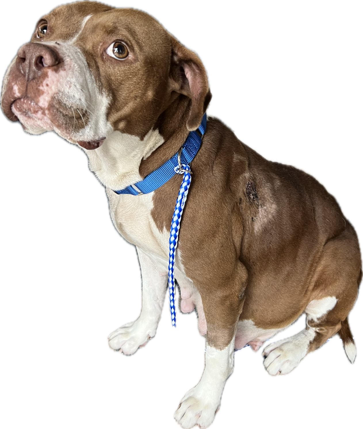 Campaign cover image for Apple's Hardship - Stray, Shot & Pregnant